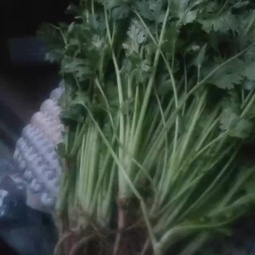 拣苗大叶香菜