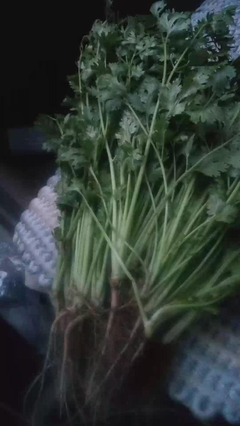 拣苗大叶香菜