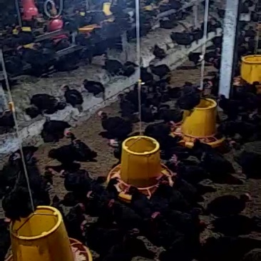 稻壳鸡🐔粪