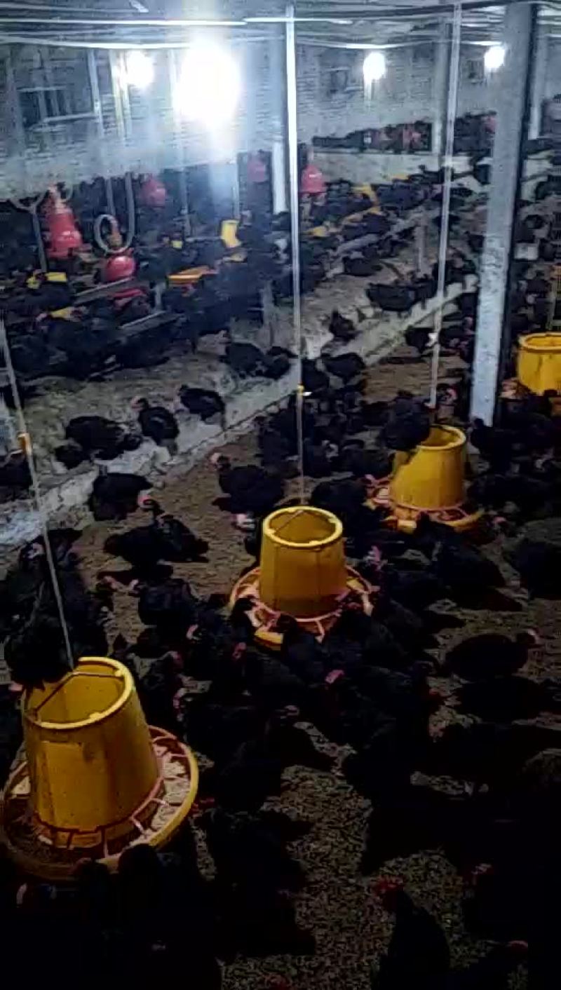 稻壳鸡🐔粪