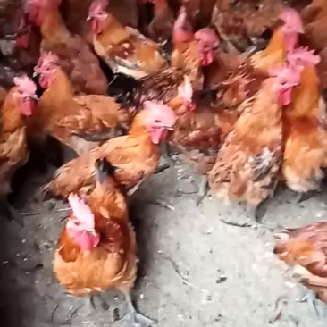 散养老土鸡
