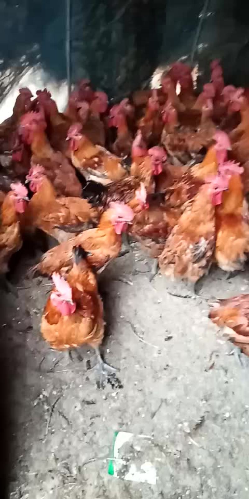 散养老土鸡