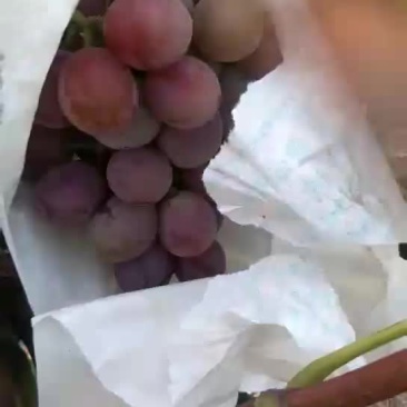 巨峰葡萄