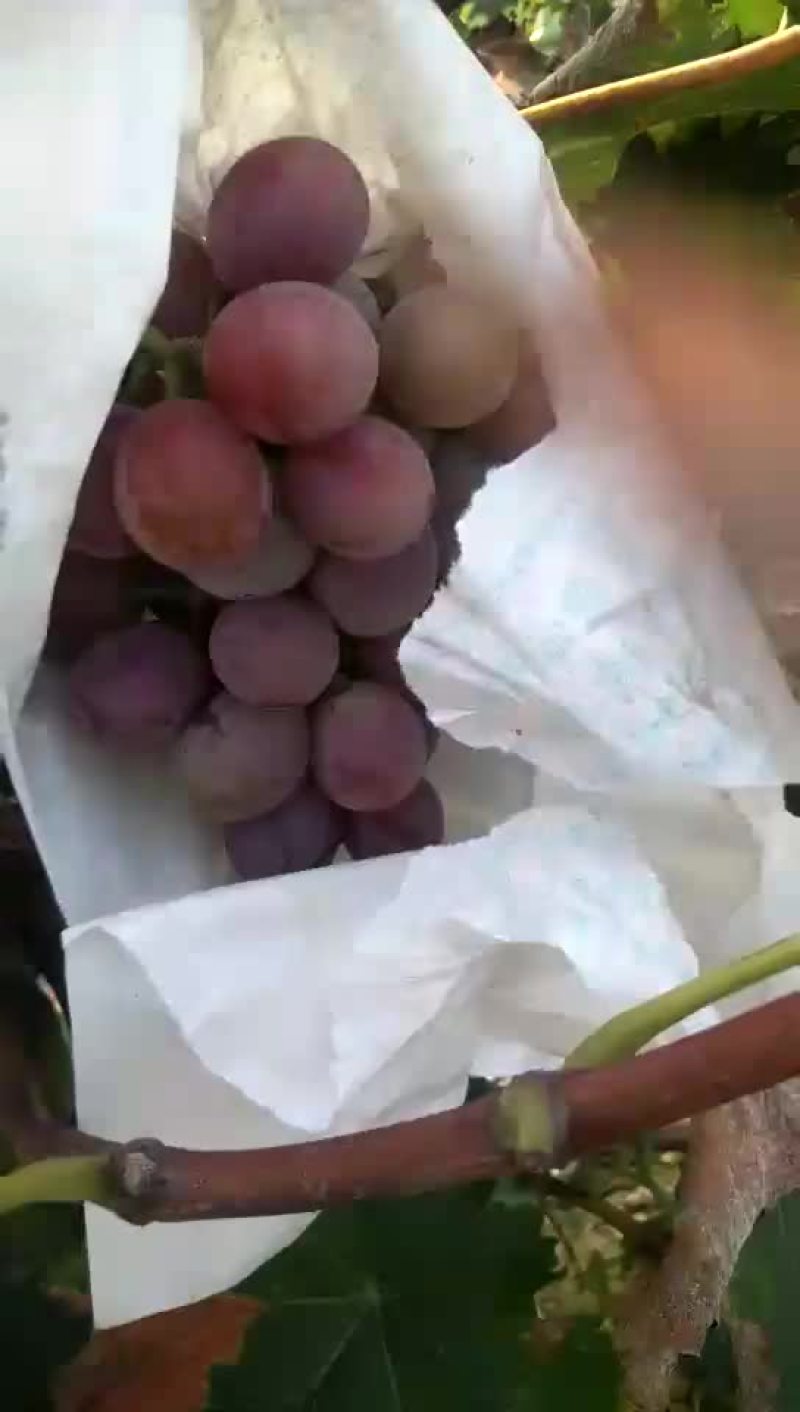 巨峰葡萄