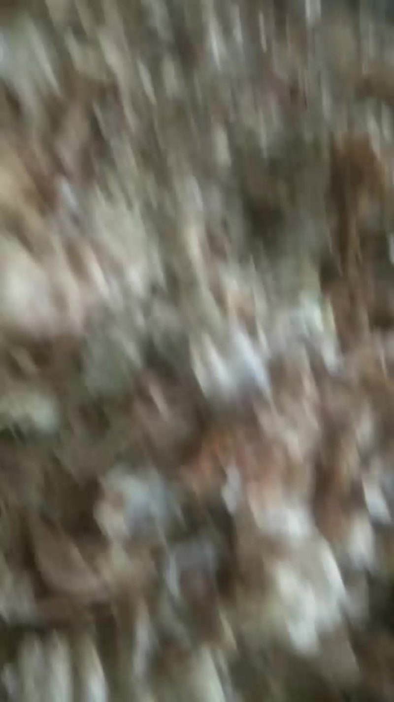 卖榨油油饼