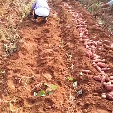 红薯