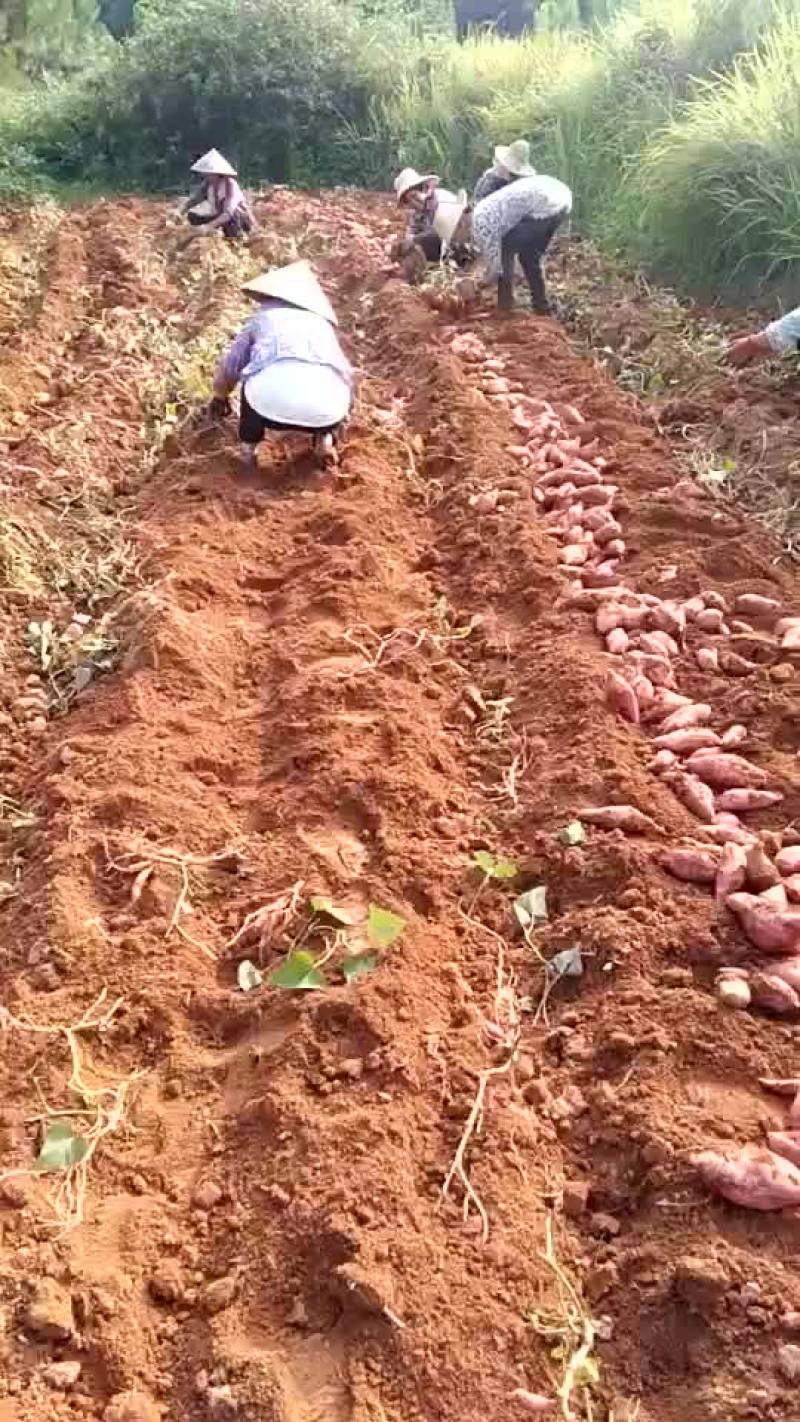 红薯
