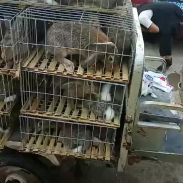 比利时野兔出售批发价格