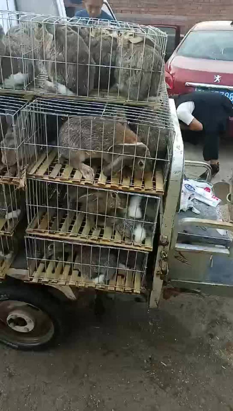 比利时野兔出售批发价格