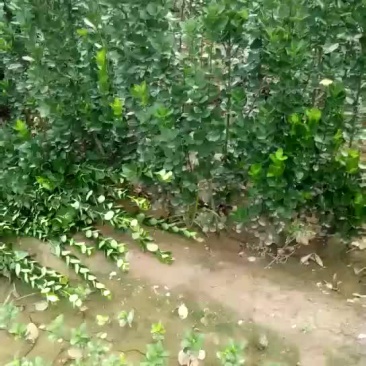 北海道黄杨一手货源量大从优