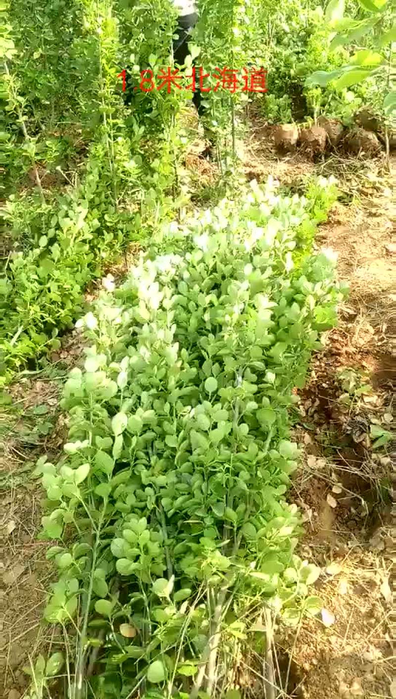 北海道黄杨一手货源量大从优