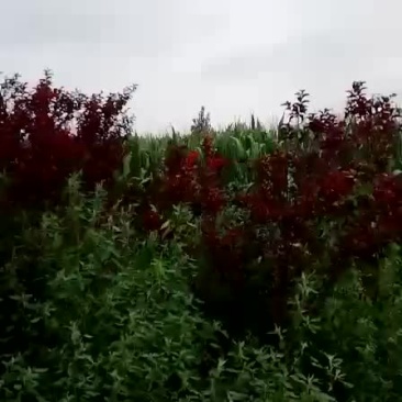 紫叶李太阳李