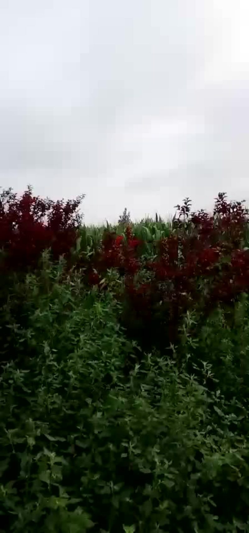 紫叶李太阳李