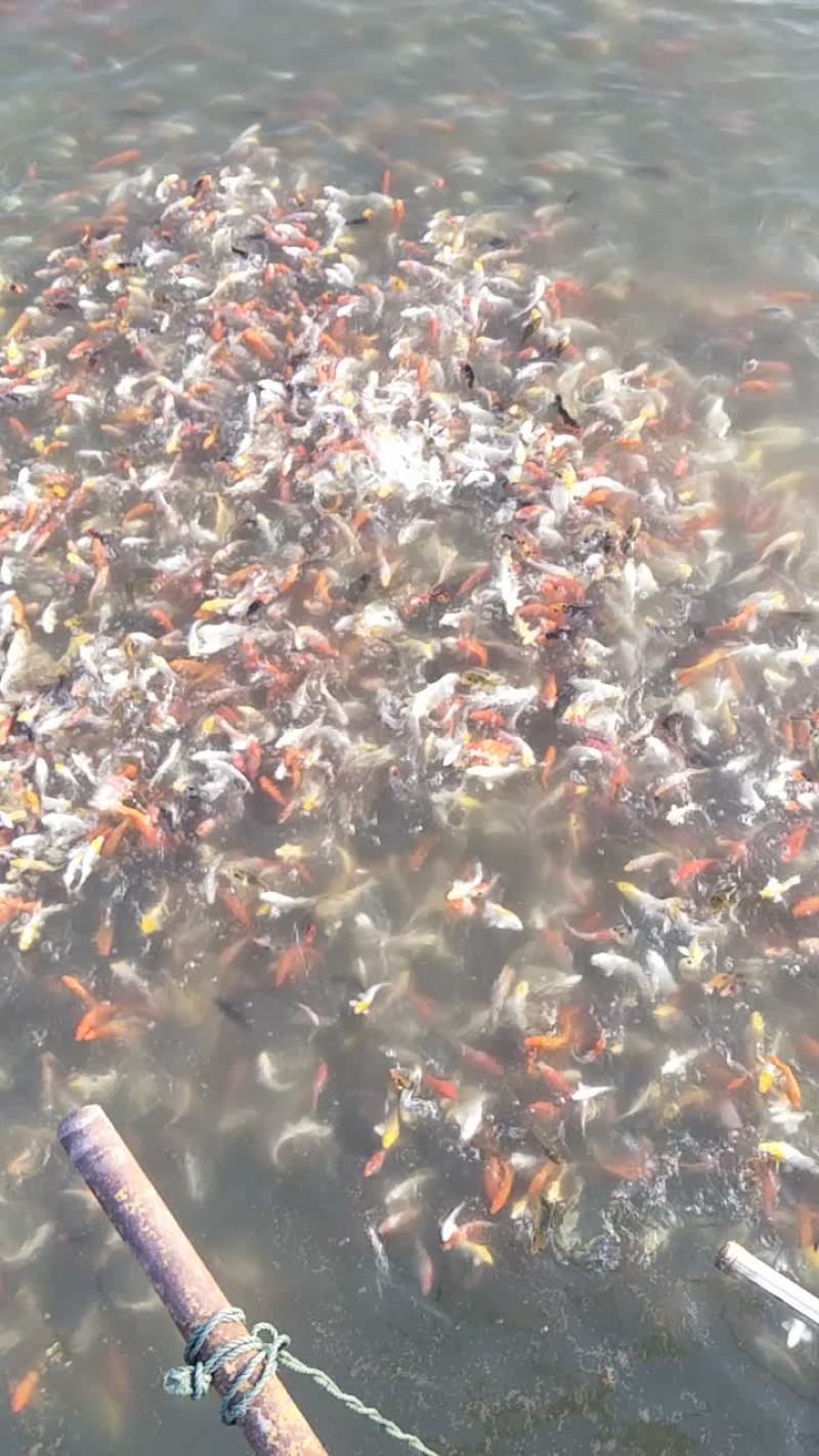 锦鲤