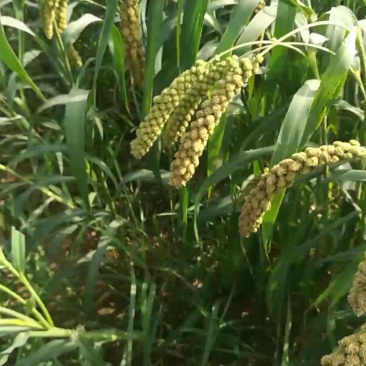 沂蒙山小米