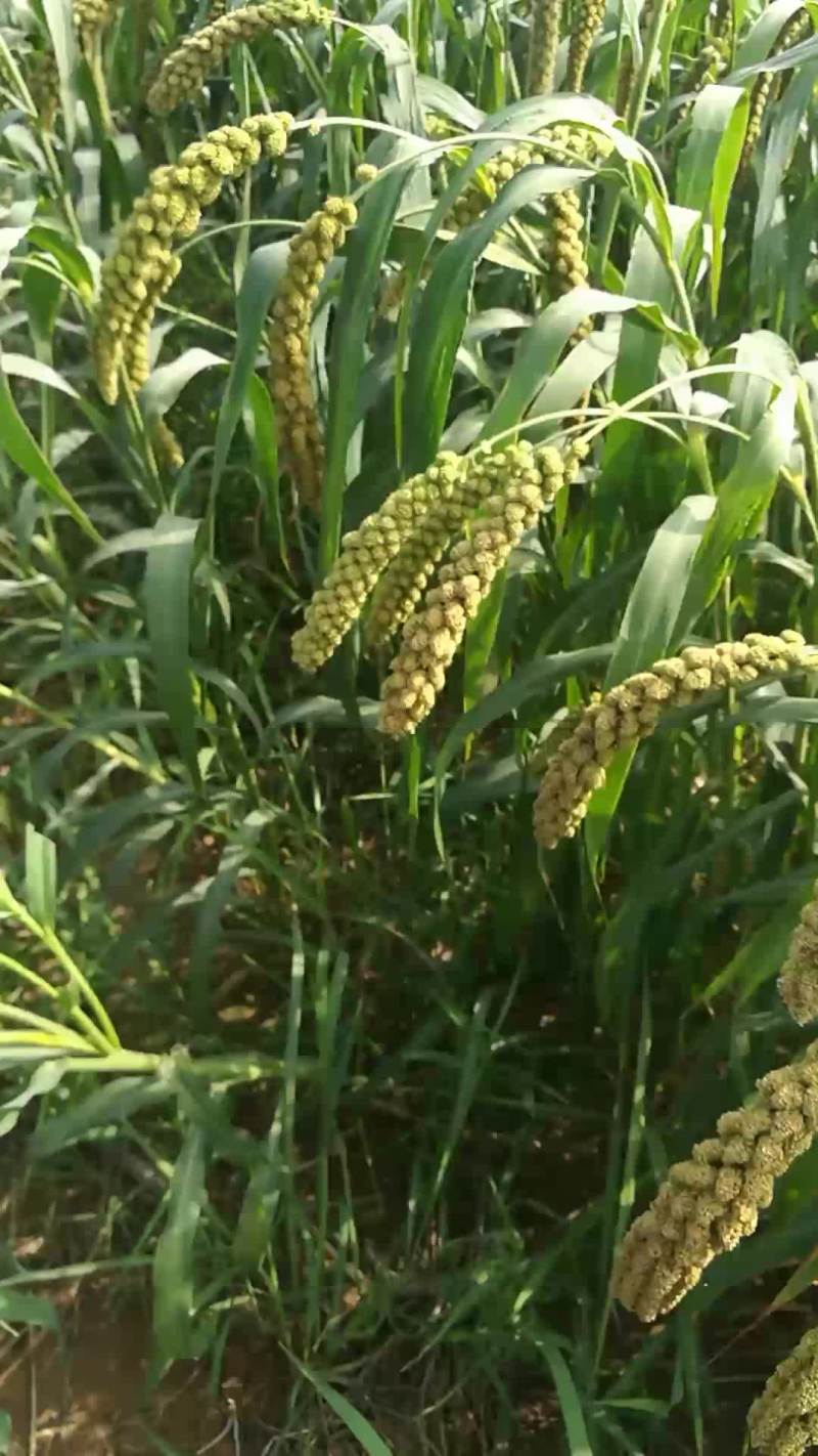 沂蒙山小米