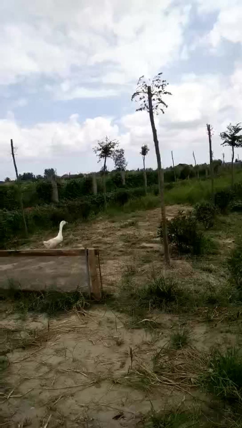 百亩林下老鹅