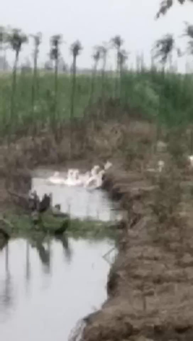 百亩林下老鹅