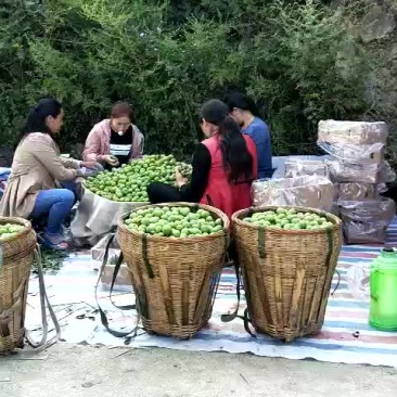 青脆李