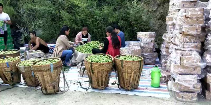 青脆李