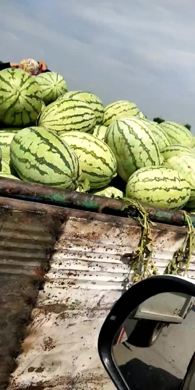 沙漠1号西瓜