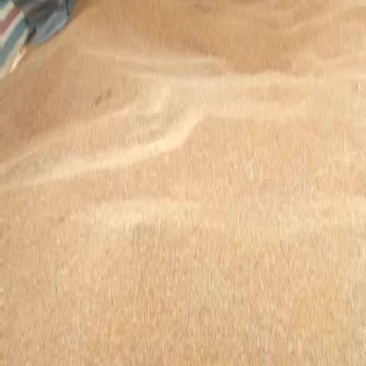 红樱子高粱