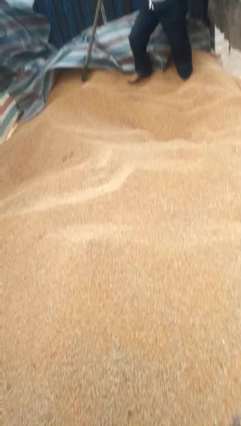 红樱子高粱