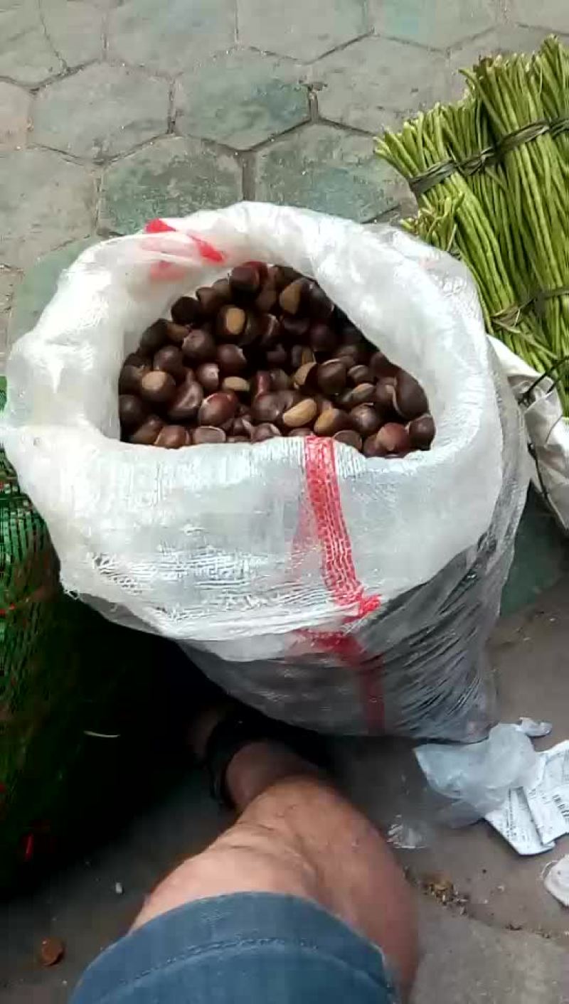 迁西板栗中栗炒栗种