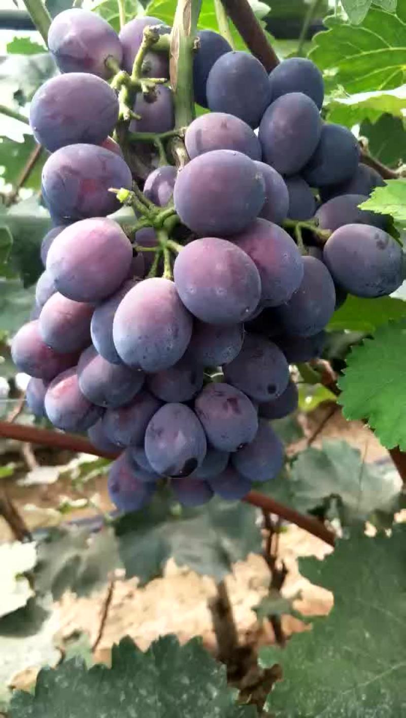 辽宁锦州北镇冷棚辽峰葡萄，质量好，嘎嘎甜