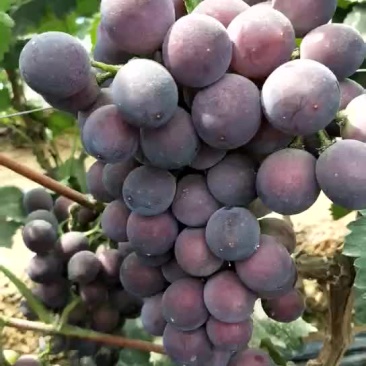辽宁锦州北镇冷棚辽峰葡萄，质量好，嘎嘎甜