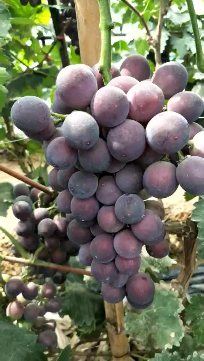 辽宁锦州北镇冷棚辽峰葡萄，质量好，嘎嘎甜