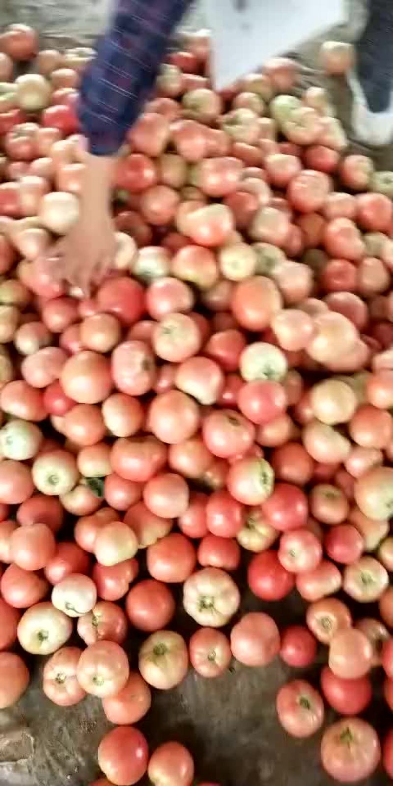 西红柿