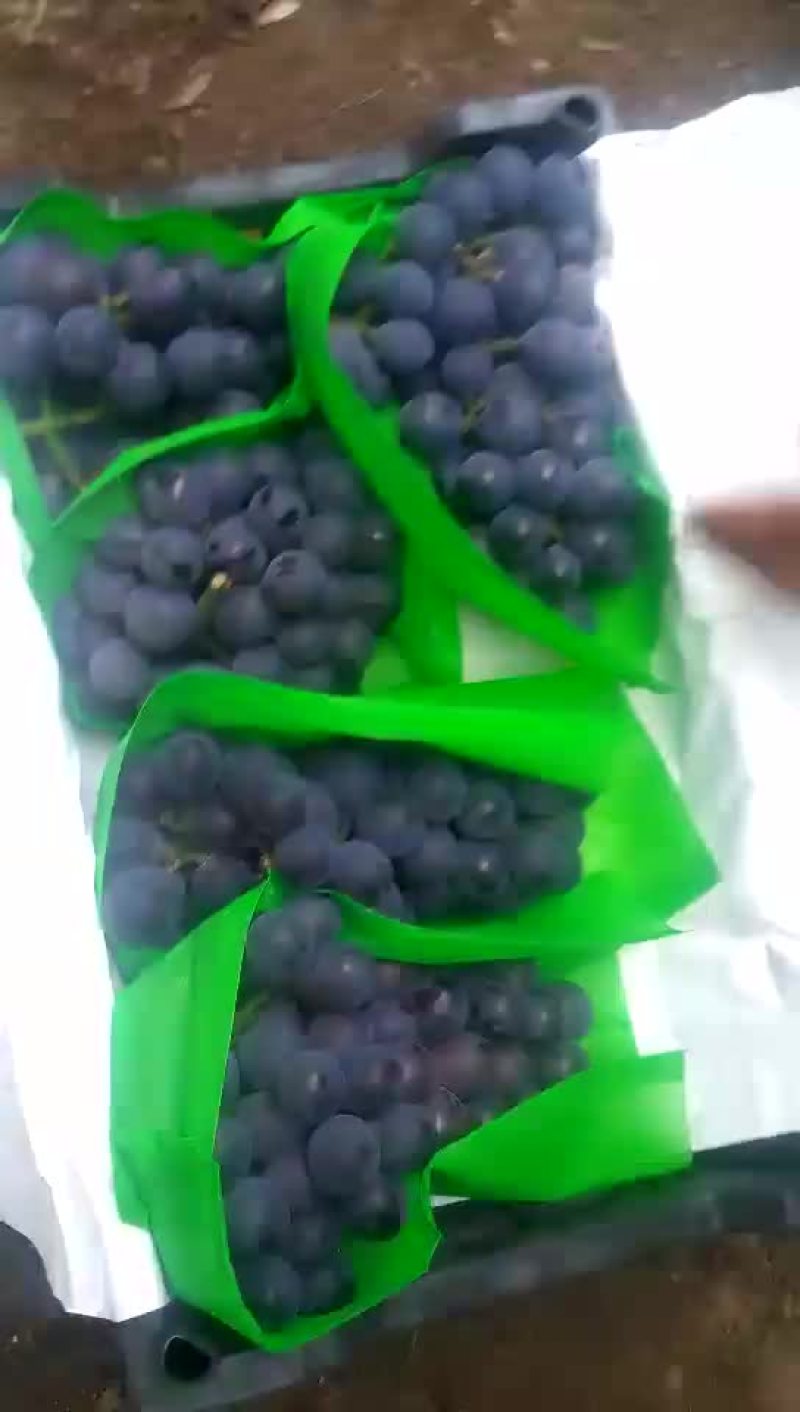 冷棚140葡萄大量上市