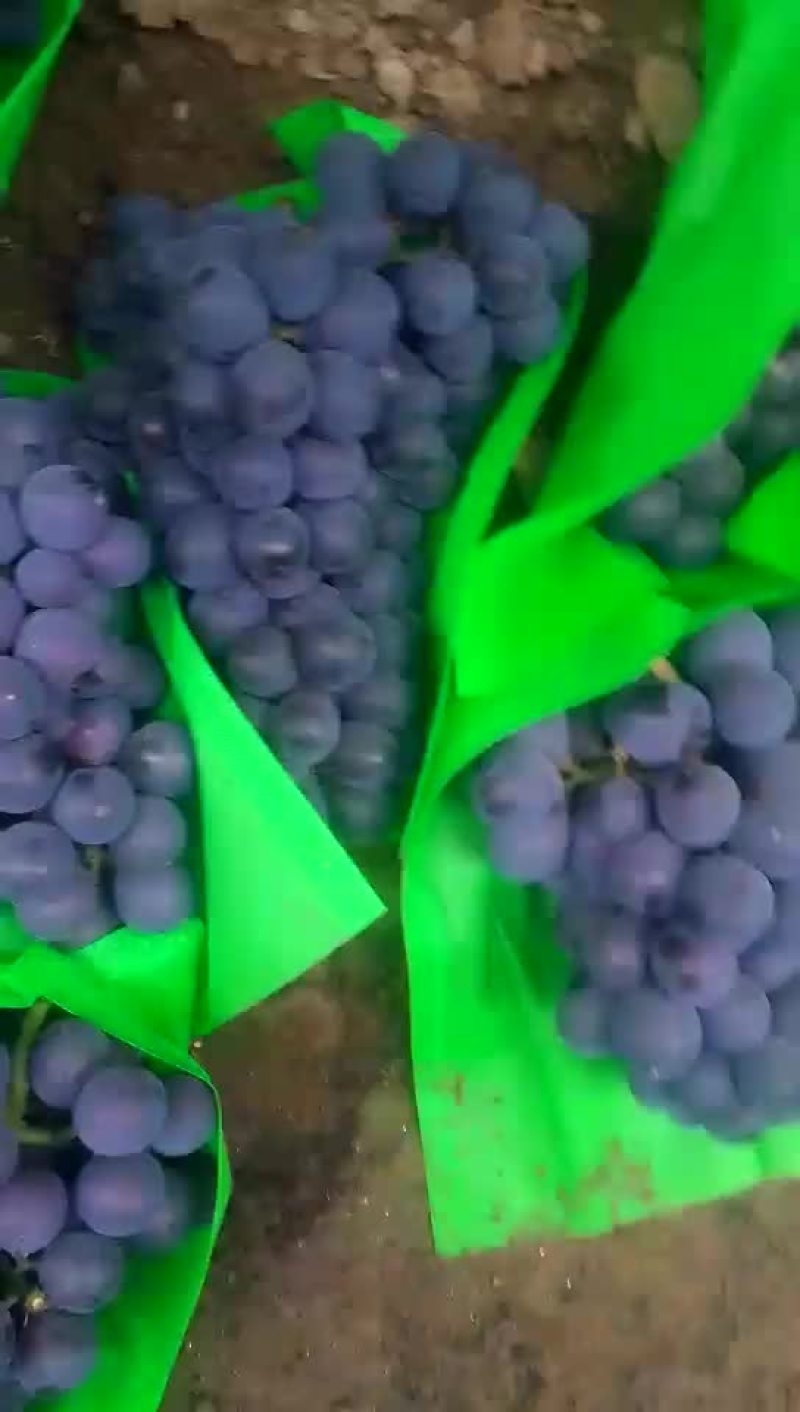 冷棚140葡萄大量上市