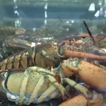 大波龙