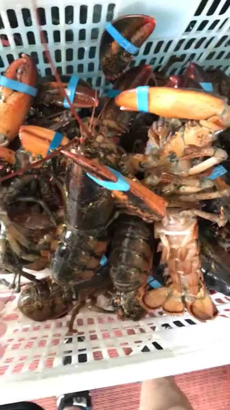 大波龙