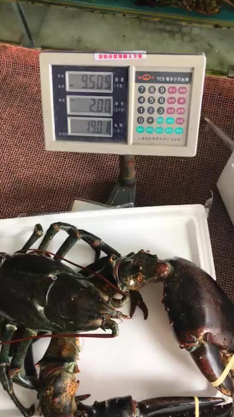 大波龙