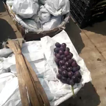 巨峰葡萄上市了