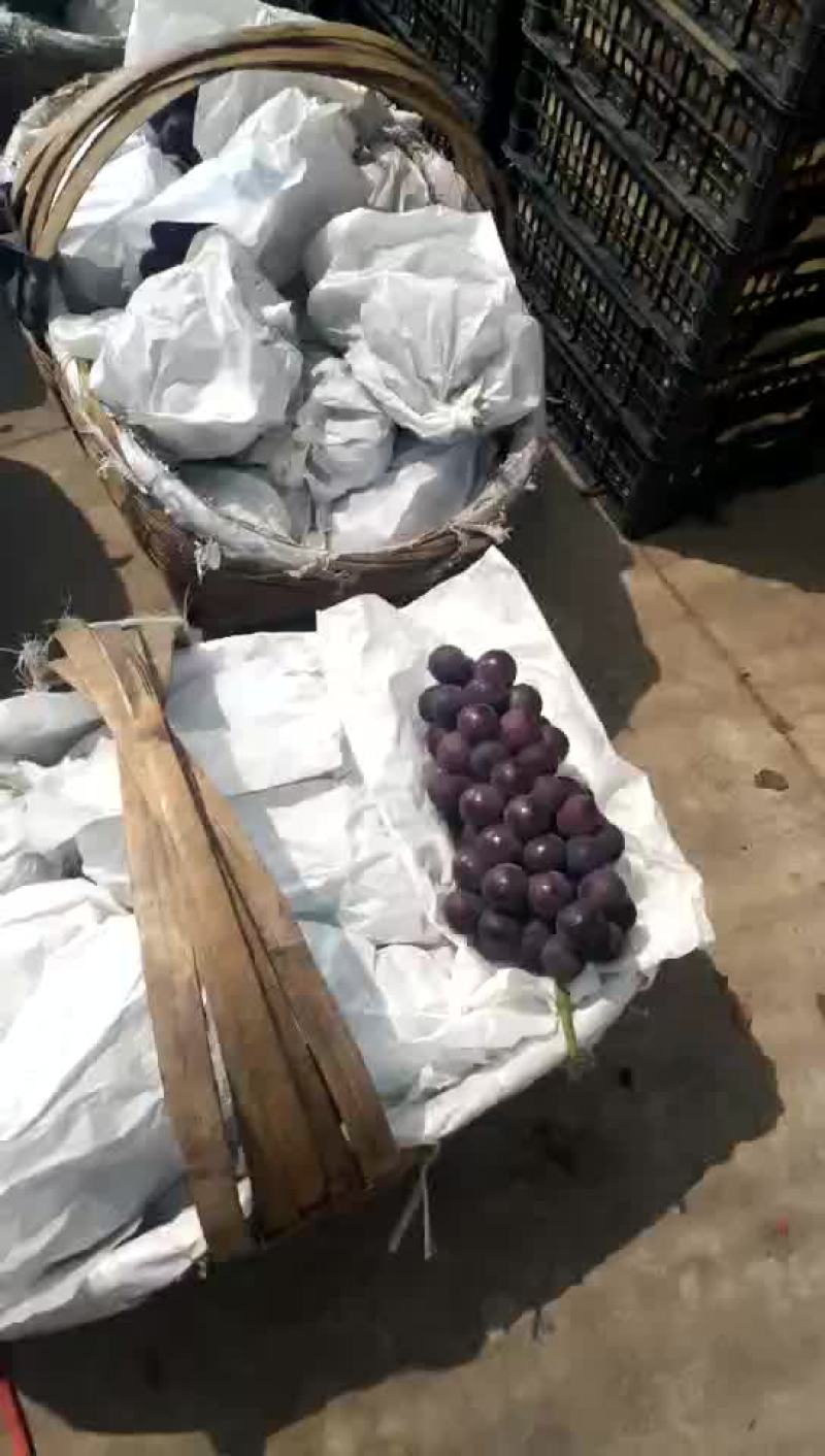 巨峰葡萄上市了