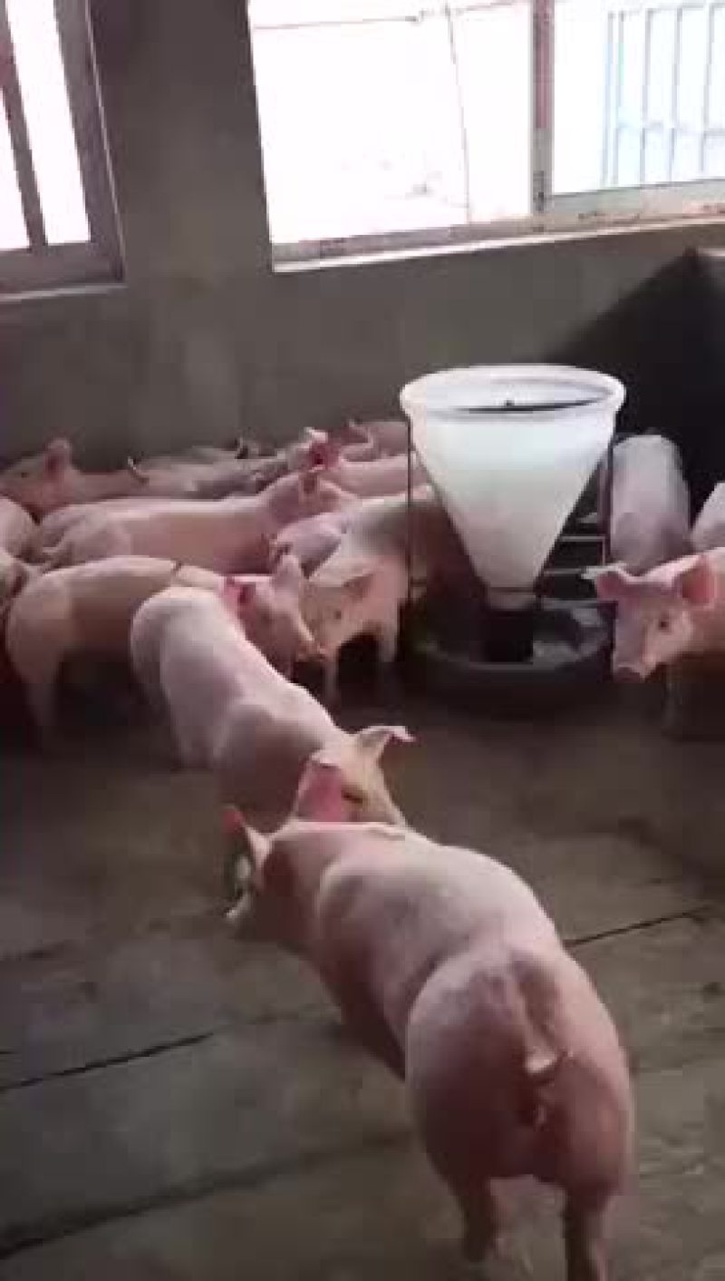 三元猪，长白，良杂，二元种猪，太湖种猪，苏太种猪等