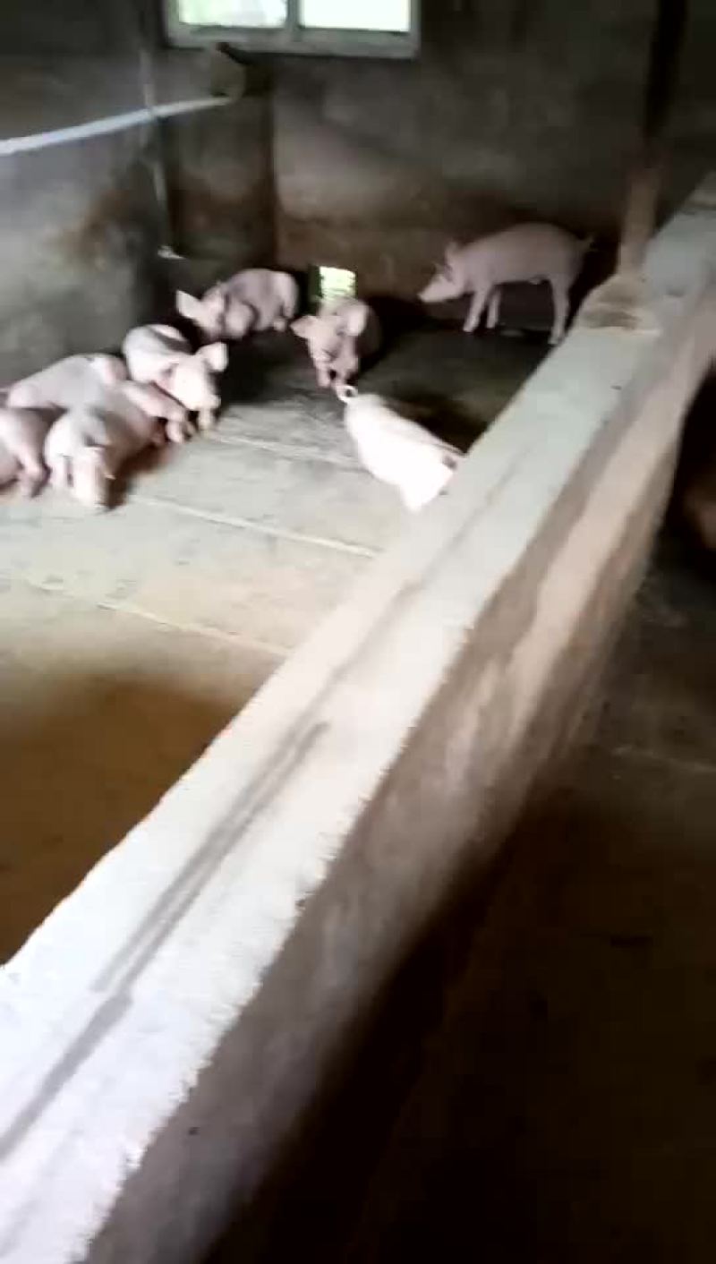 三元猪，长白，良杂，二元种猪，太湖种猪，苏太种猪等