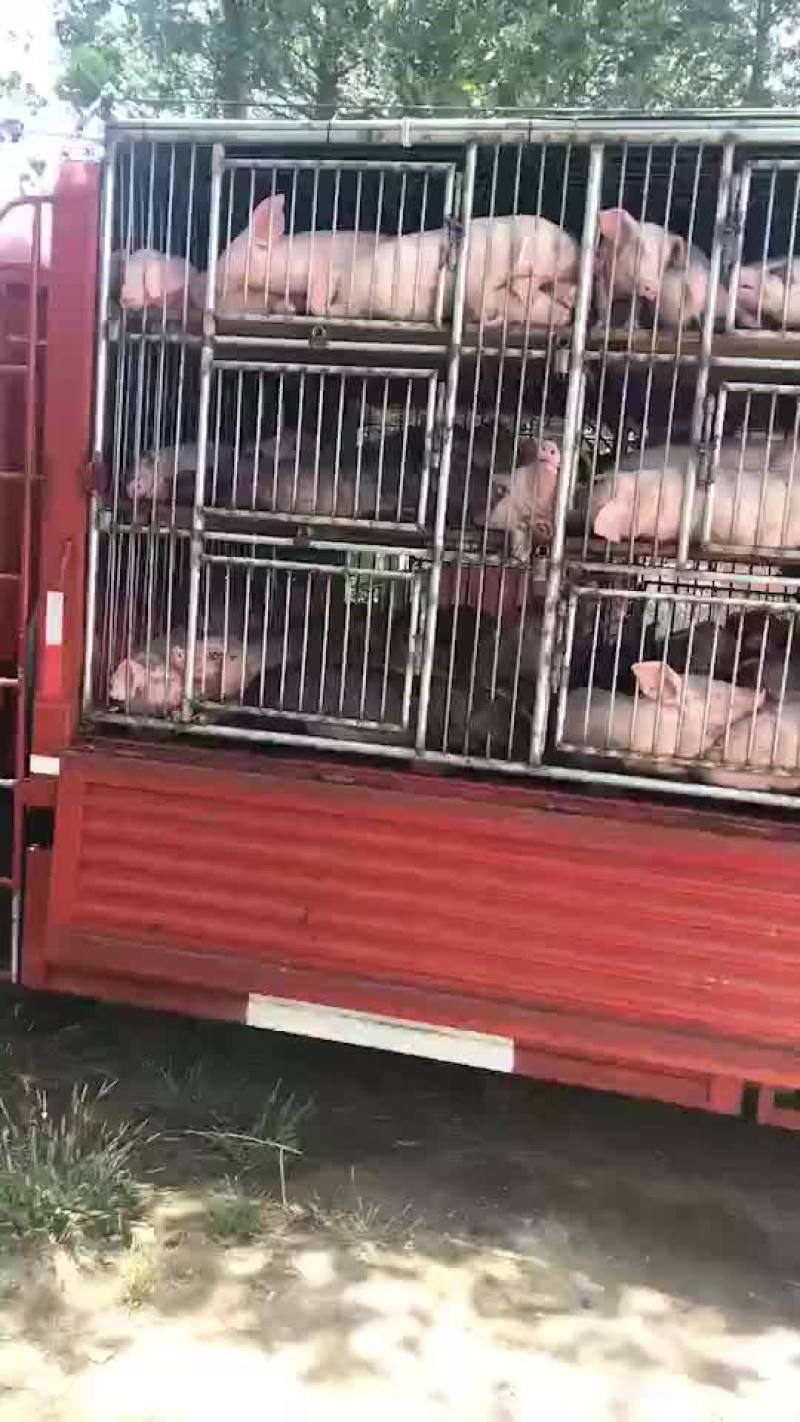 三元猪，长白，良杂，二元种猪，太湖种猪，苏太种猪等