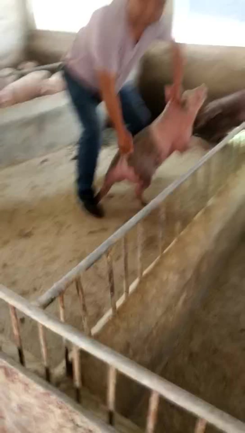 三元猪，长白，良杂，二元种猪，太湖种猪，苏太种猪等