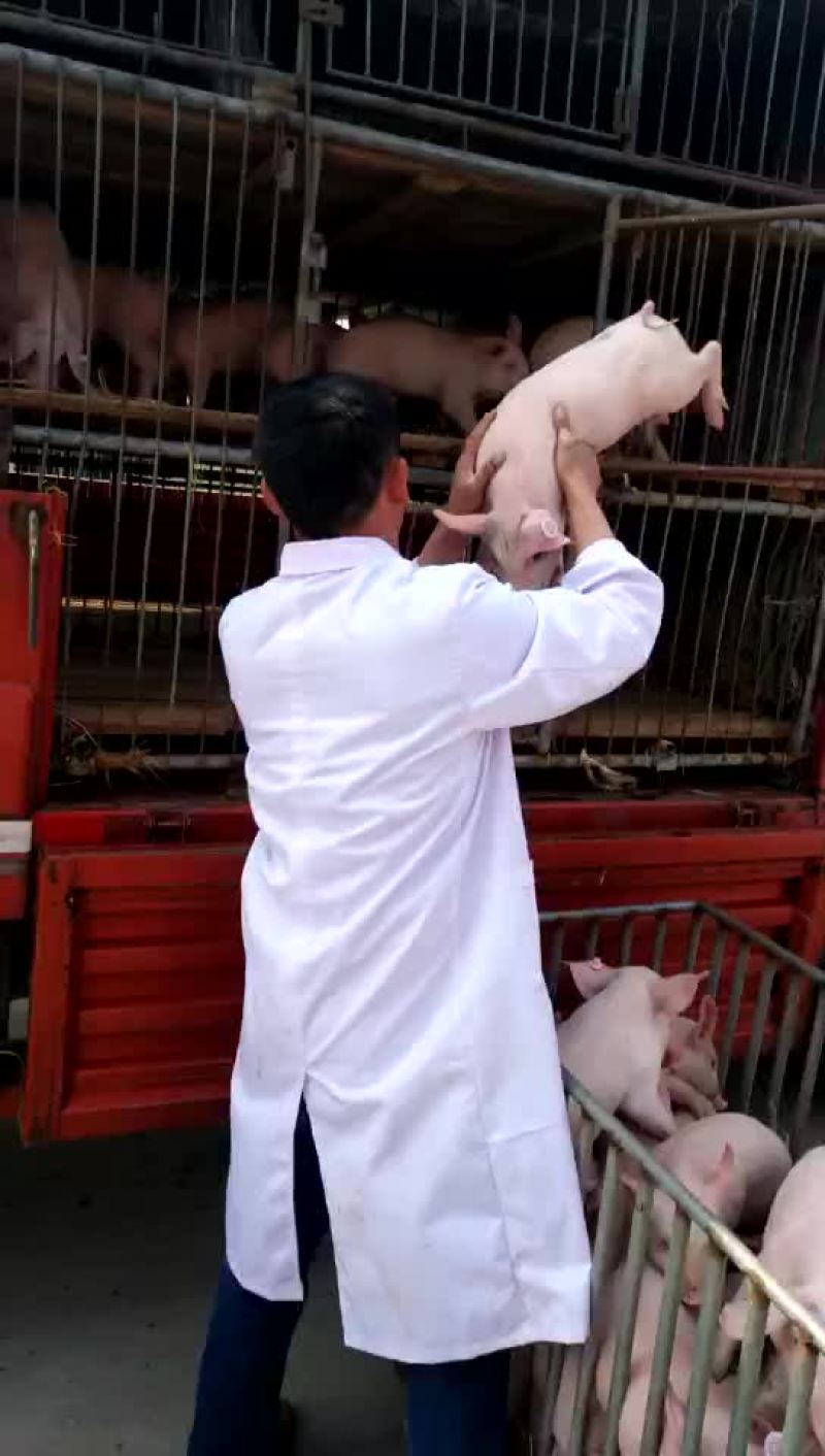 三元猪，长白，良杂，二元种猪，太湖种猪，苏太种猪等