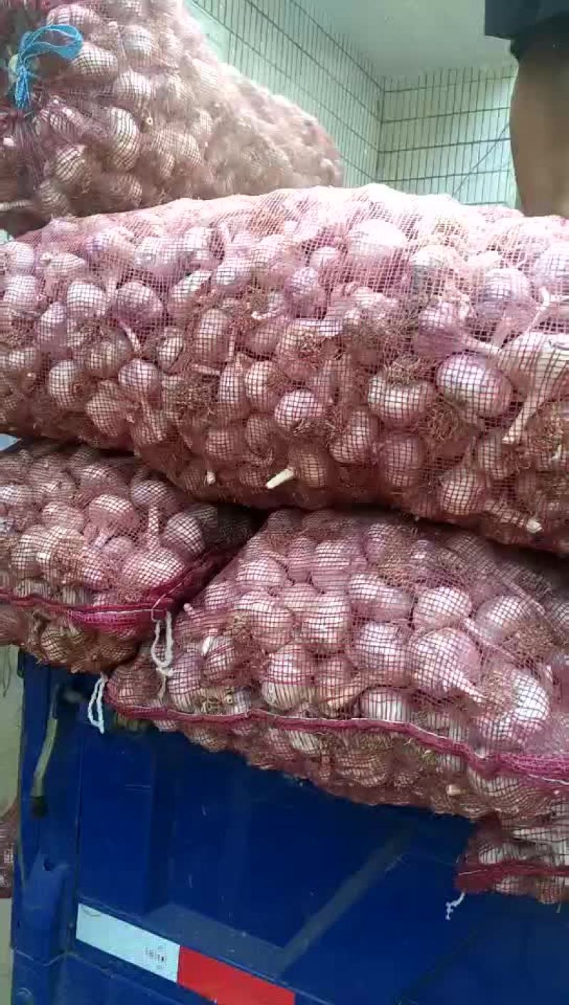 蒜种，蒜黄料，