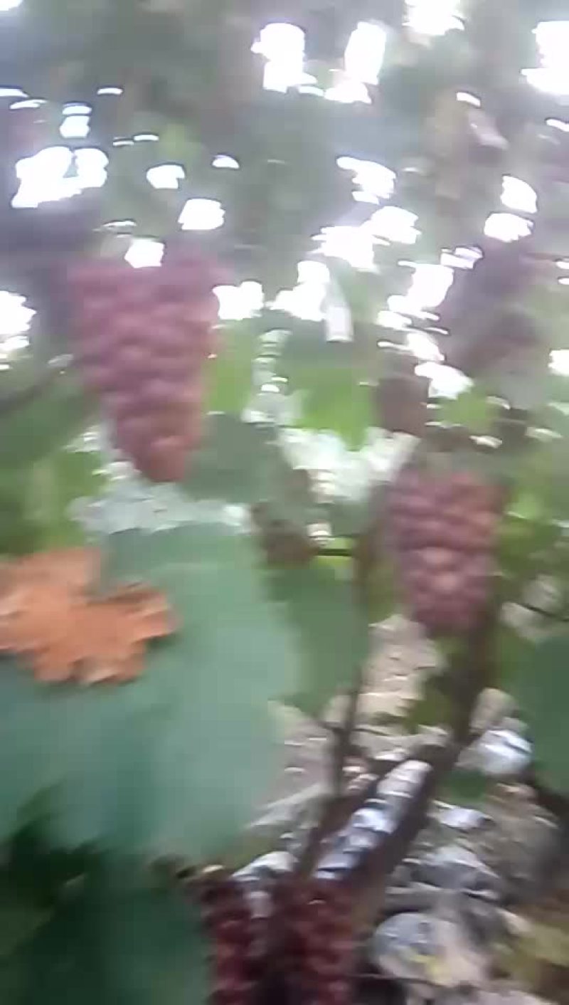 巨峰葡萄，大量上市，一斤到一斤半串，颜色鲜美，口感甜