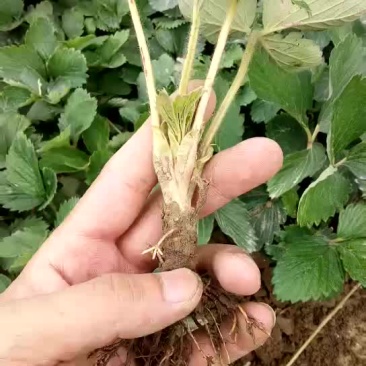30公分高章姬（牛奶）草莓苗发货中