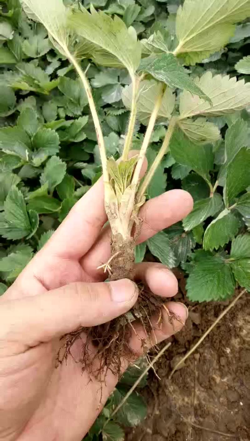 30公分高章姬（牛奶）草莓苗发货中