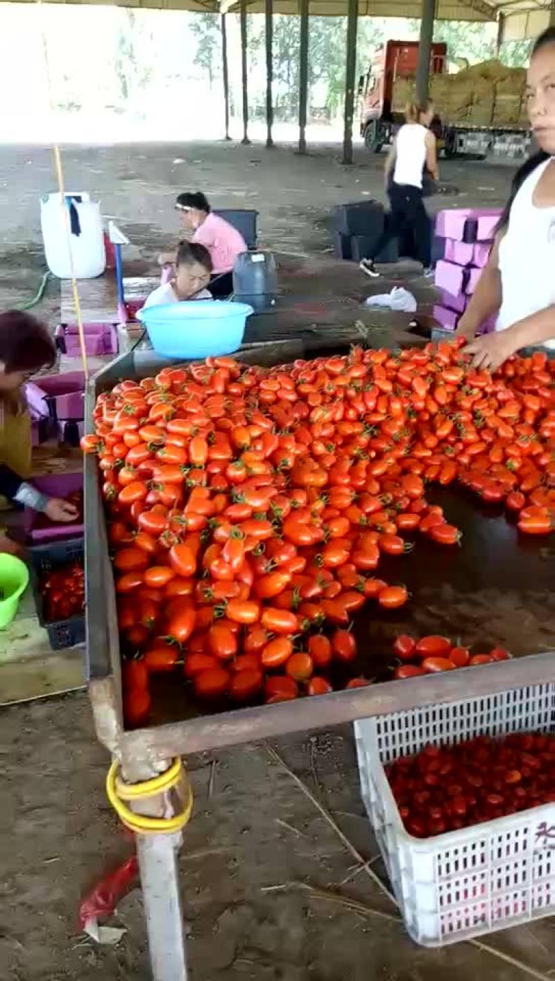 小樱桃西红柿