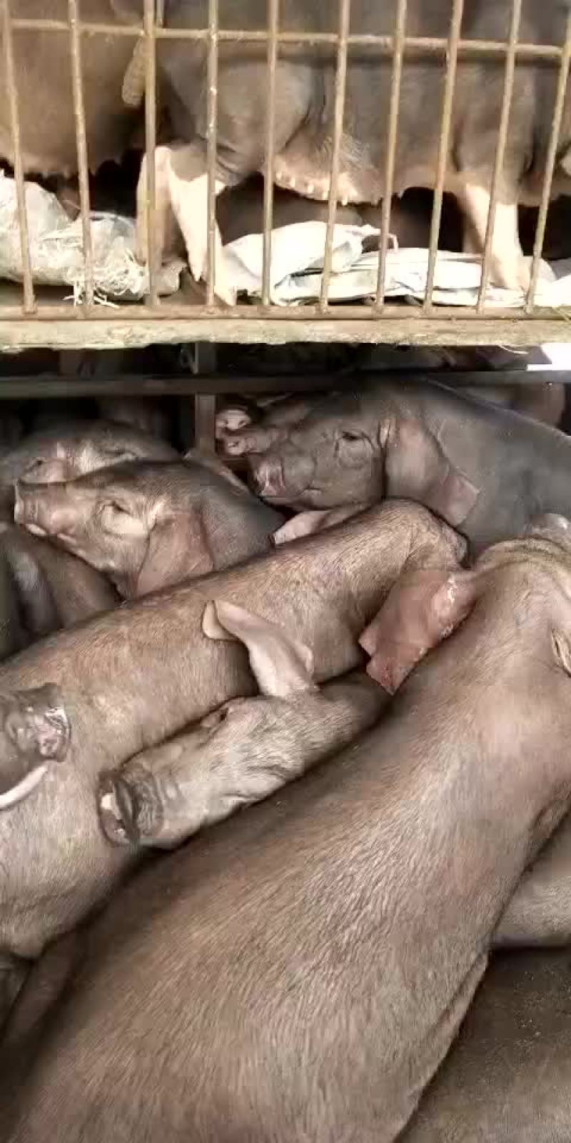 原种太湖母猪，苏太母猪